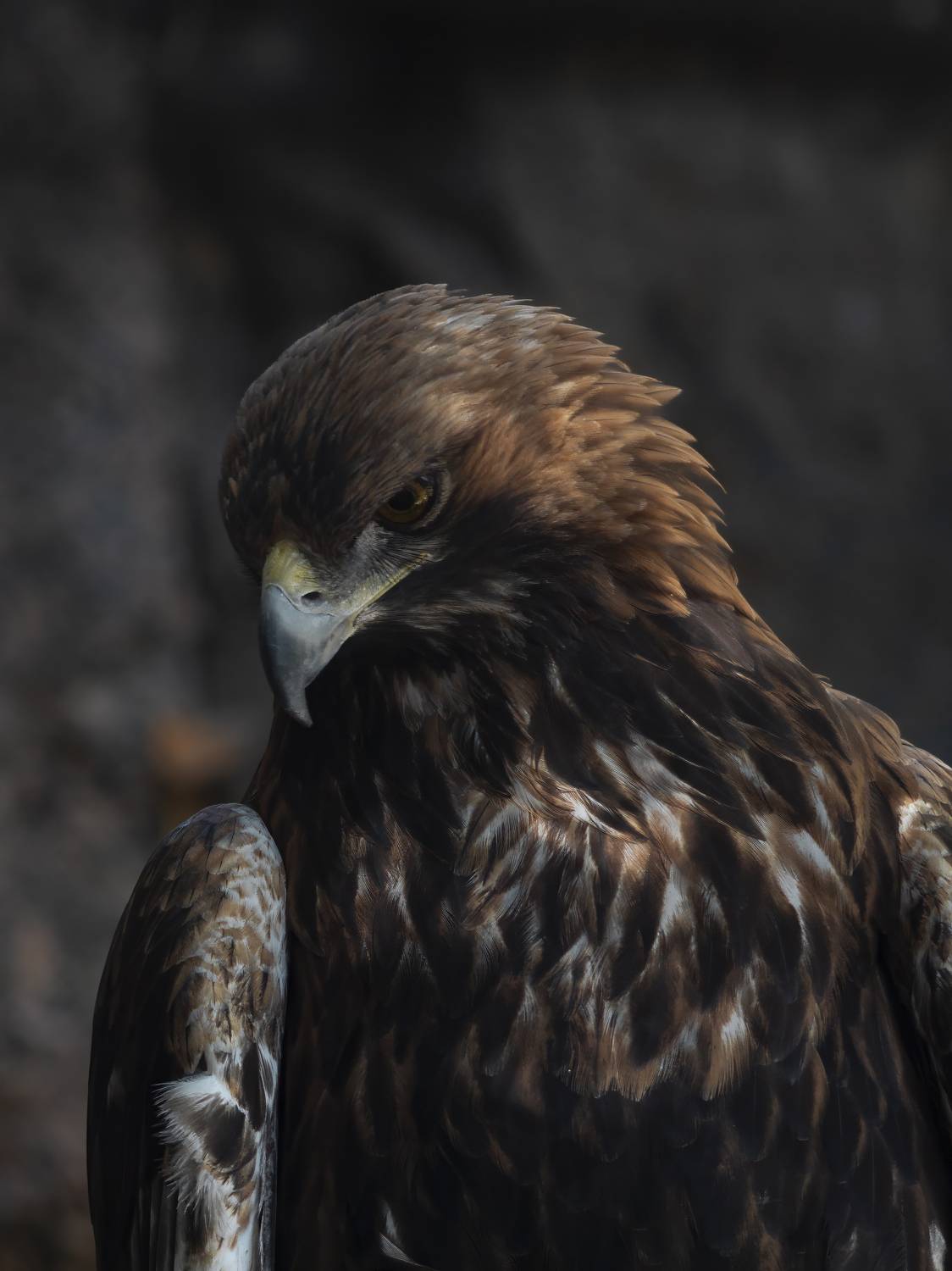 , Денис Пронин