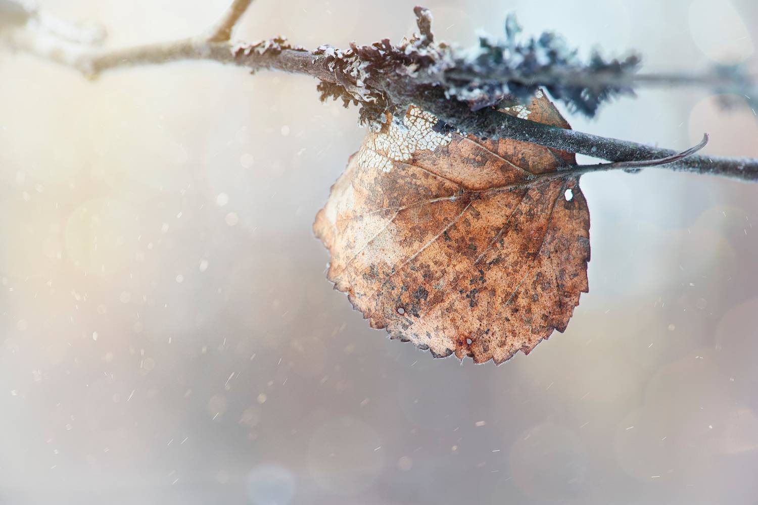 лист, Валерий Вождаев