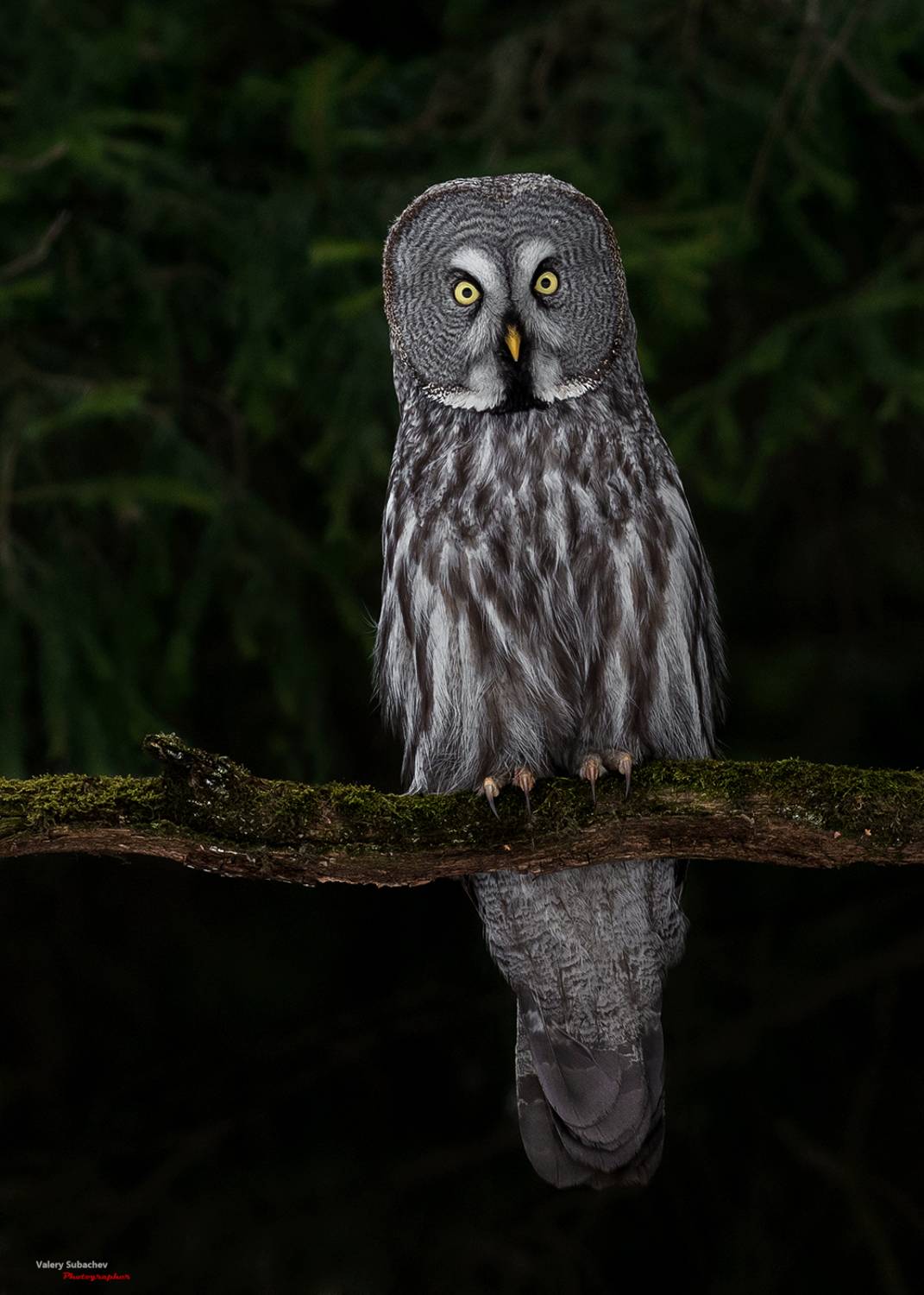 , Валерий Субачев