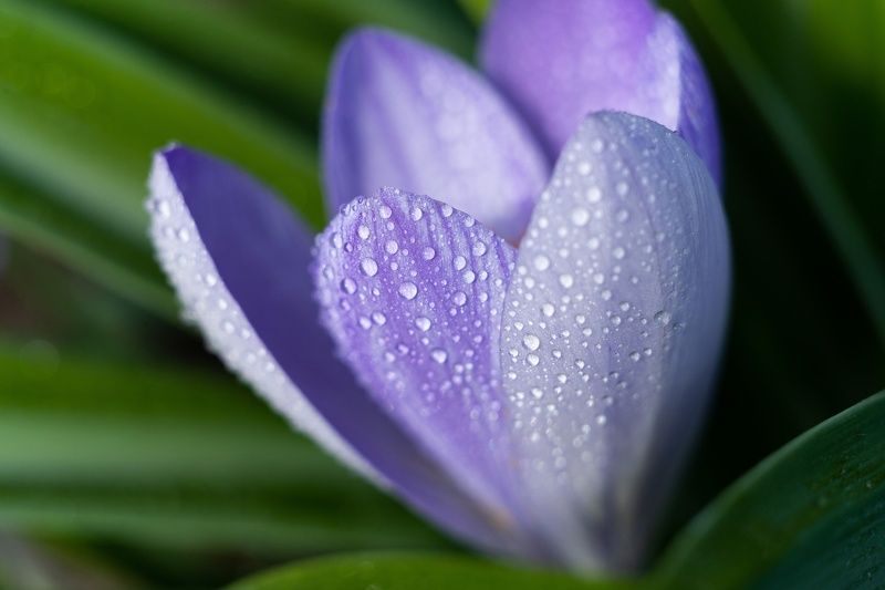 В царстве весенних крокусов. фото превью