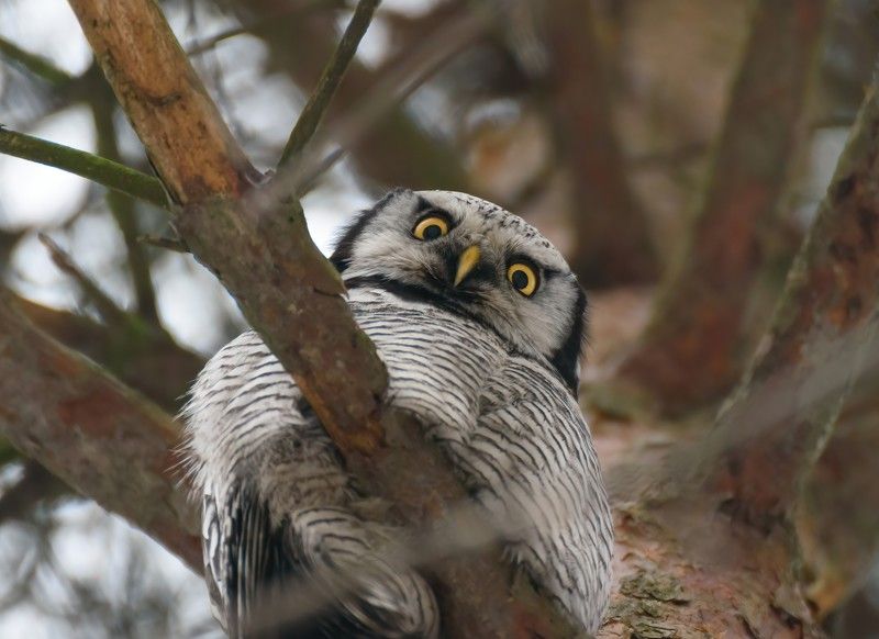 сова птицы животные owl Ты кто??? - Who are you??? фото превью