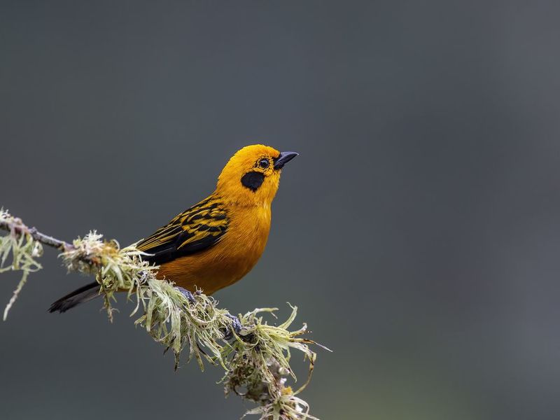 Golden Tanager фото превью