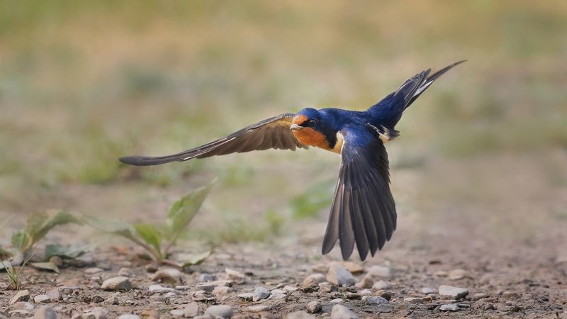 Касатик фото превью