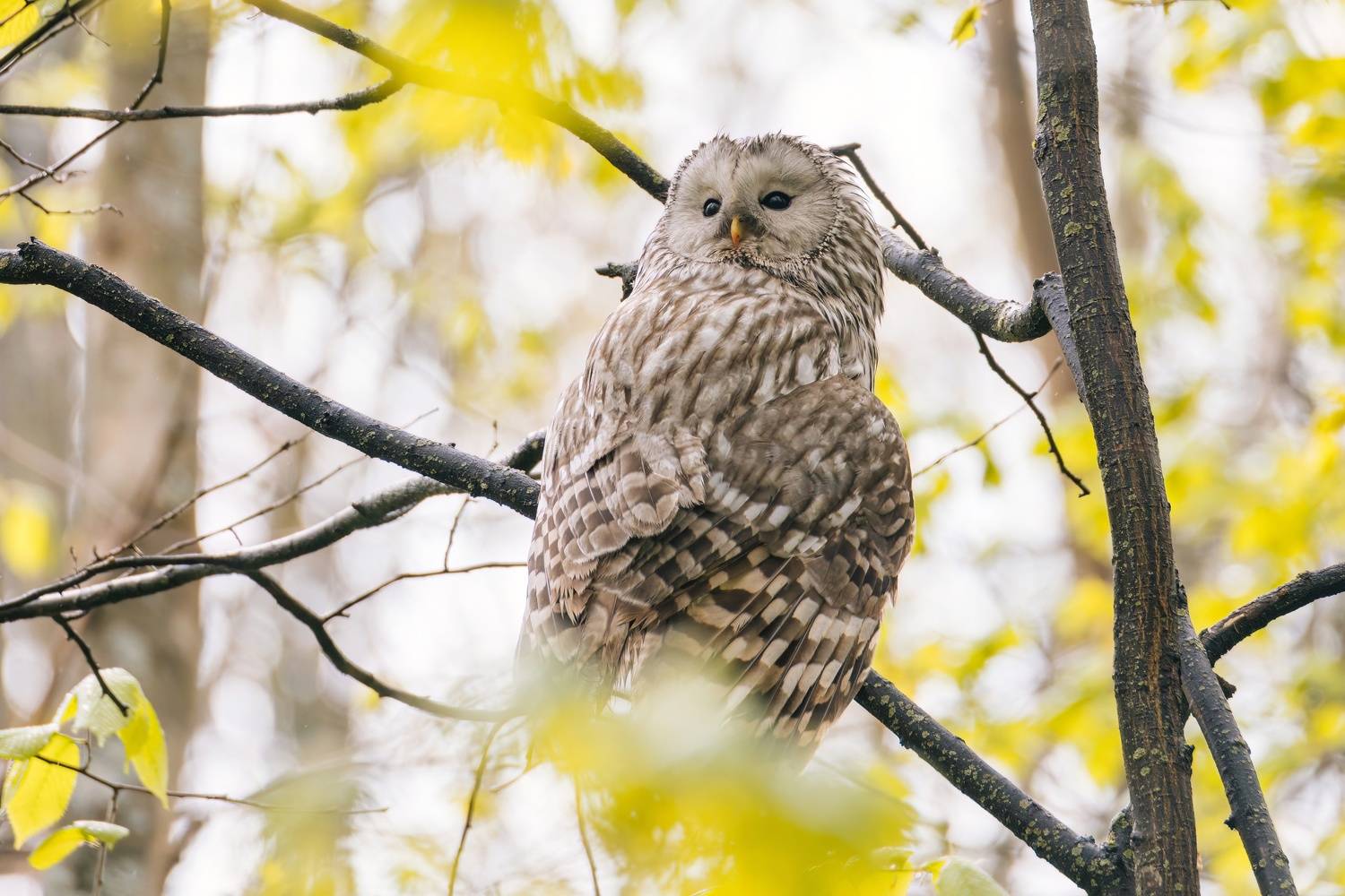 сова, уральская, неясыть, длиннохвостая, Настя Рыж