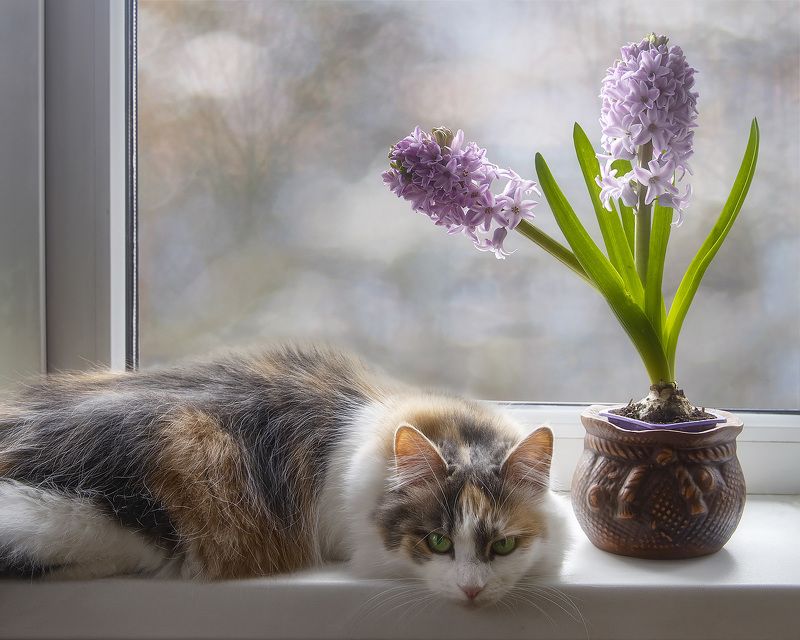 фото животных, кошки, домашние животные, питомцы, цветы, гиацинт Весенний сплин фото превью