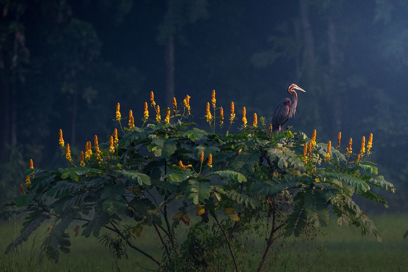 Flower bird фото превью