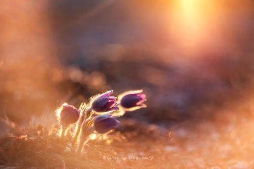 Сон-трава на рассвете