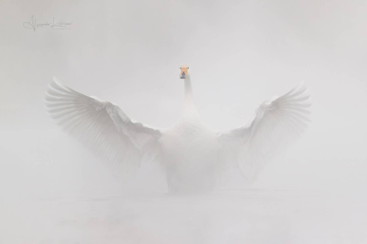 лебеди,алтай, Александр Кукринов