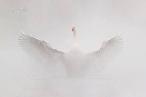 Туманный ангел...