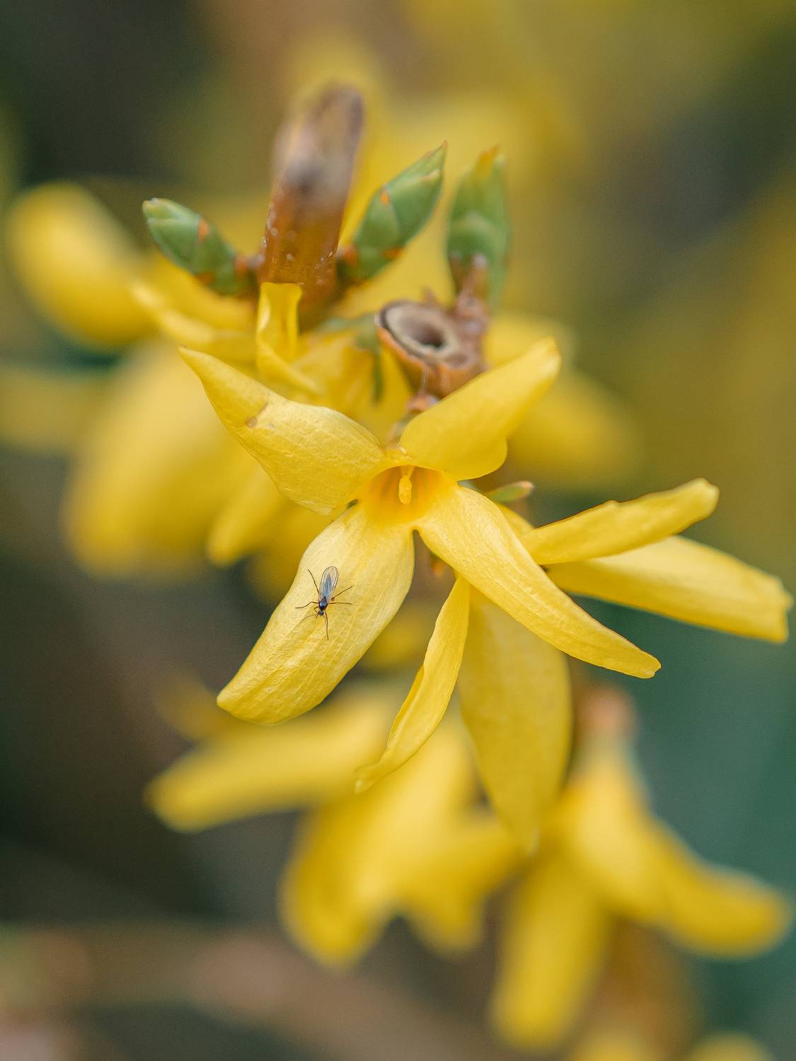 макро, форзиция, цветок, жёлтый, мошка, macro, flower, yellow, fly, Протченко Ирина