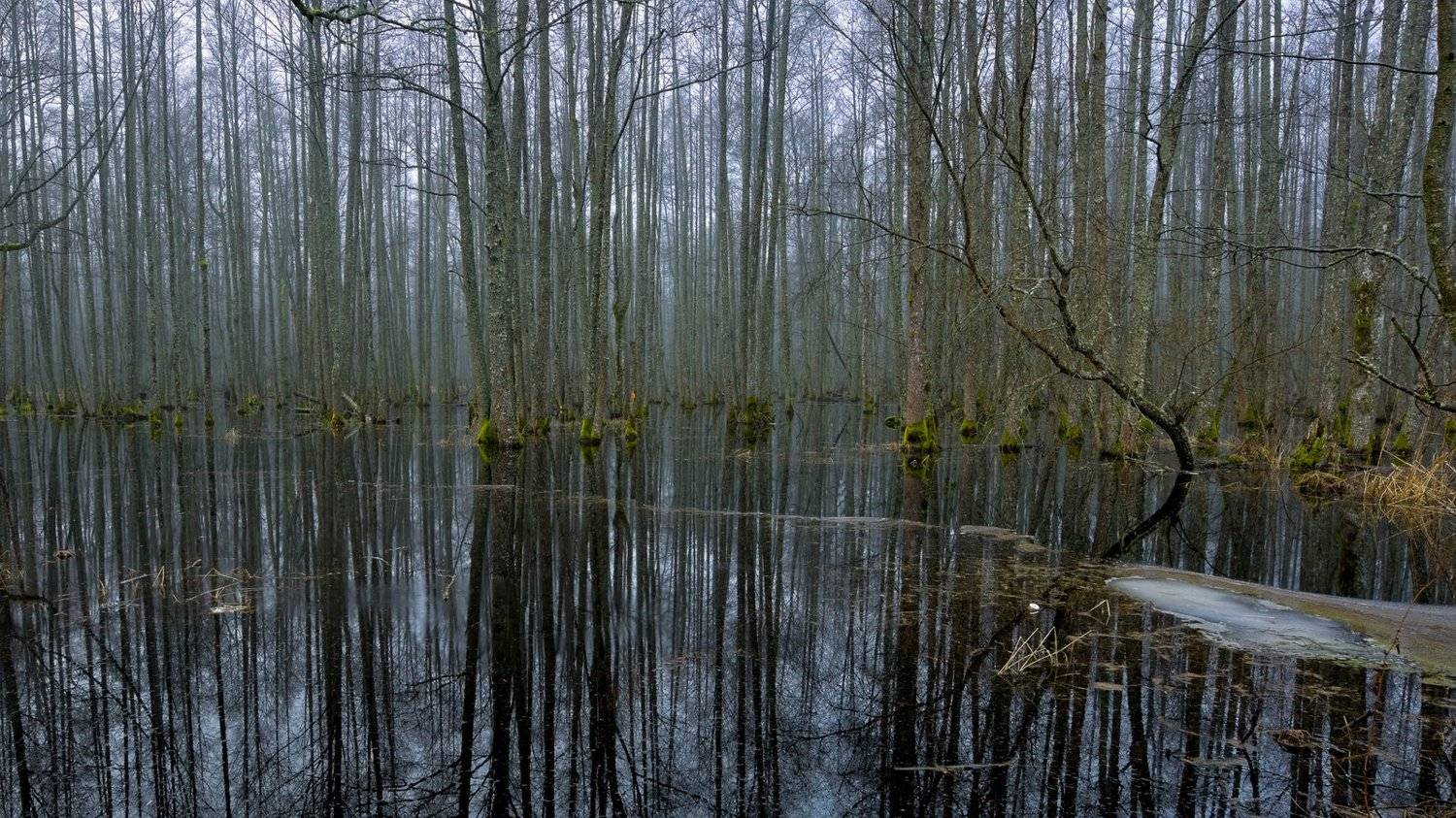 , Spundiņ&scaron; Vilnis