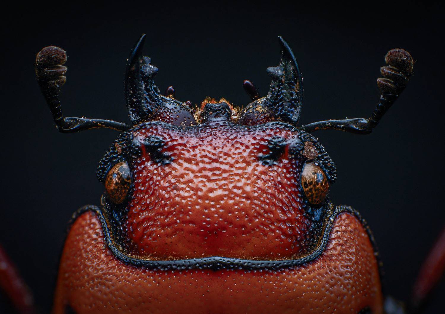 macro, nature, beetle, insect, closeup, Celis Norman