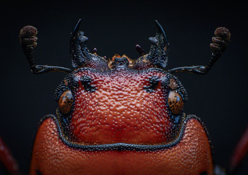 macro, nature, beetle, insect, closeup Beetle фото превью