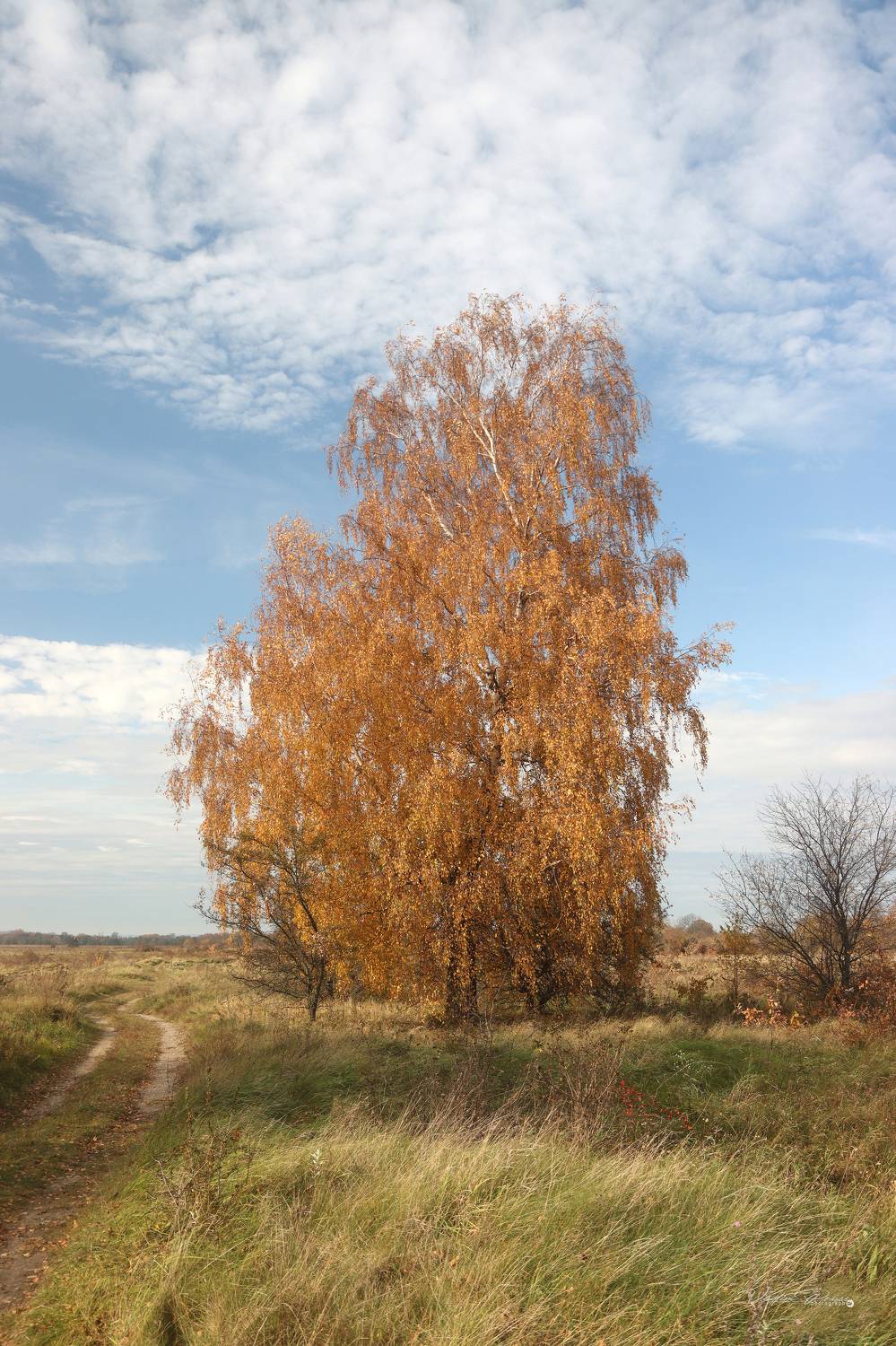 берёза, дерево, осень, день, сентябрь, лес,Калининградская область, Мамоново, Россия, фотография, 2022, birch, tree, autumn, day, September, forest, Kaliningrad region, Mamonovo, Russia, photography, Vadim Svirin