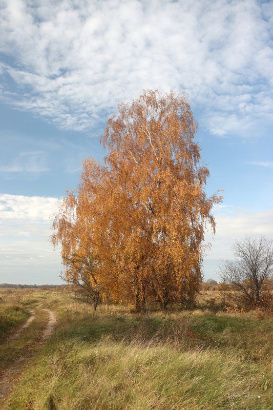 берёза, дерево, осень, день, сентябрь, лес,Калининградская область, Мамоново, Россия, фотография, 2022, birch, tree, autumn, day, September, forest, Kaliningrad region, Mamonovo, Russia, photography Берёза. фото превью