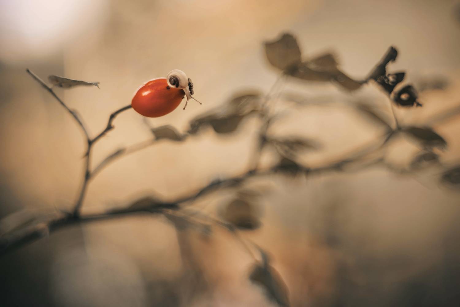 , Лапшина Владлена