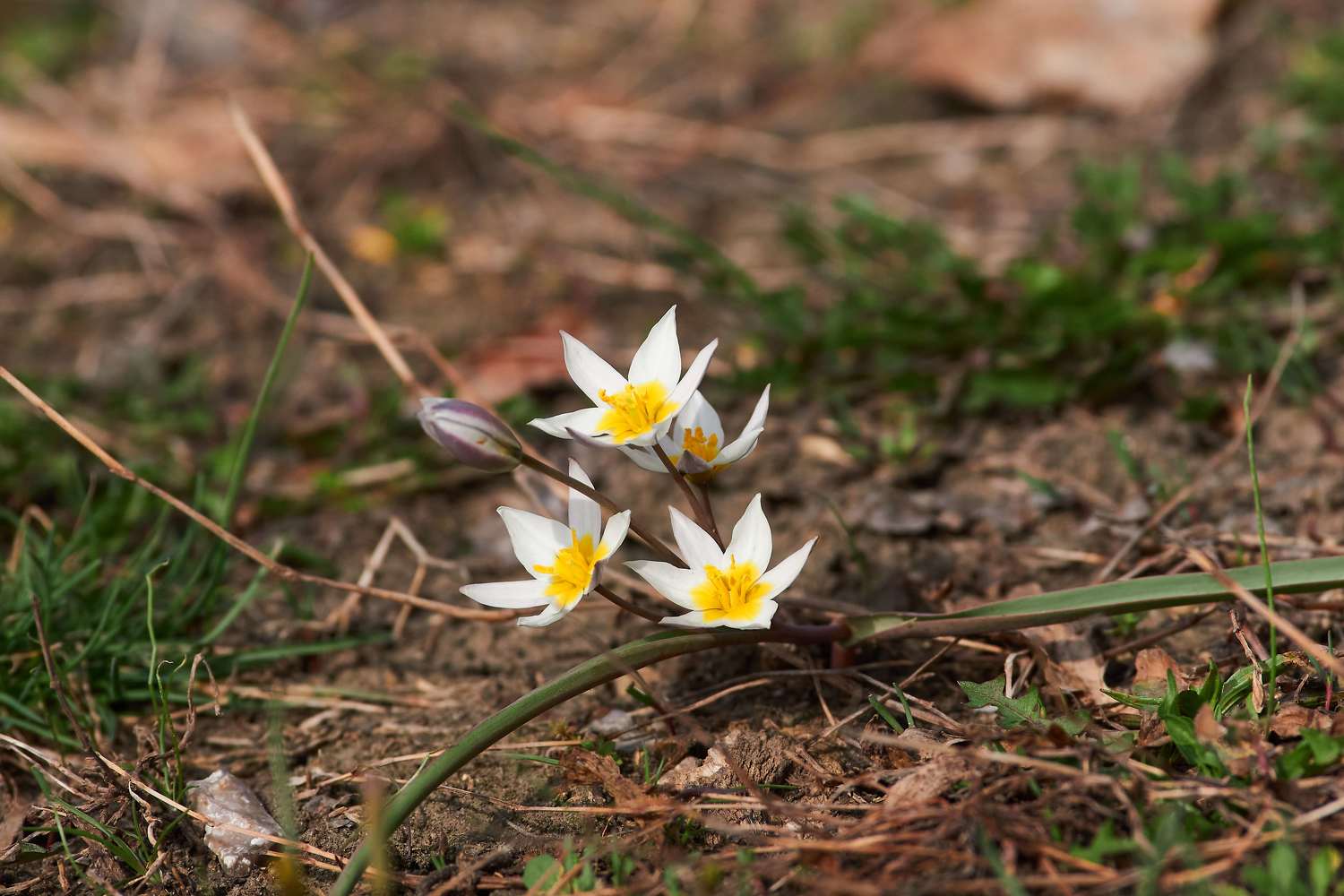 , Павел Сторчилов