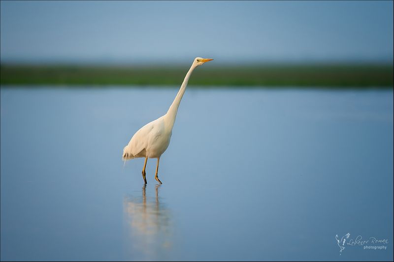 * * * фото превью