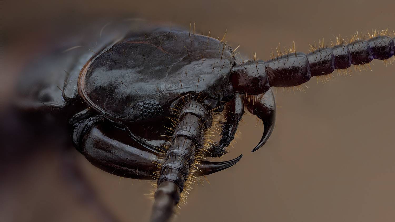 lithobius forficatus, костянка обыкновенная, Kavaliauskas Eugenijus