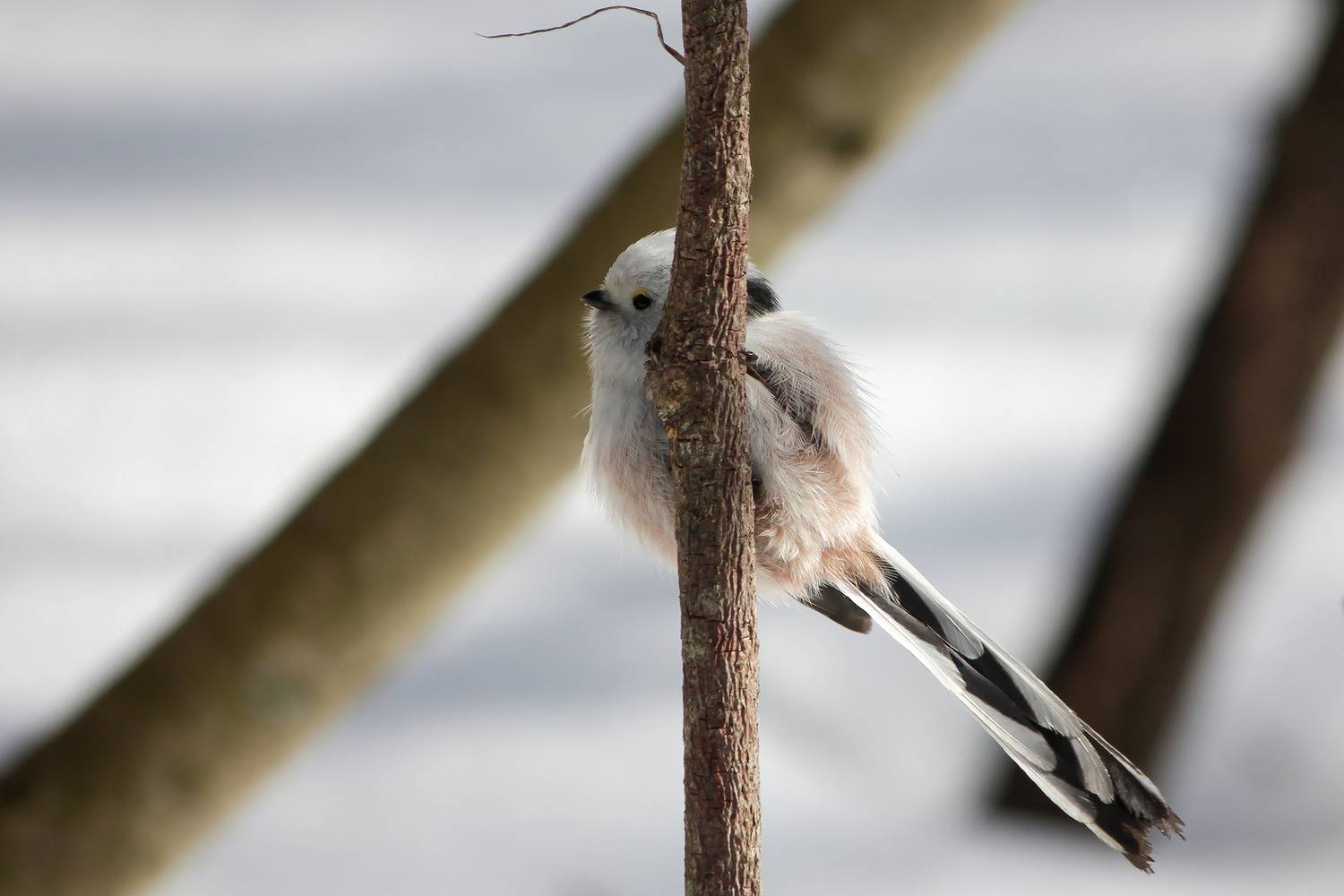 длиннохвостая синица, ополовник, aegithalos caudatus, КарОл
