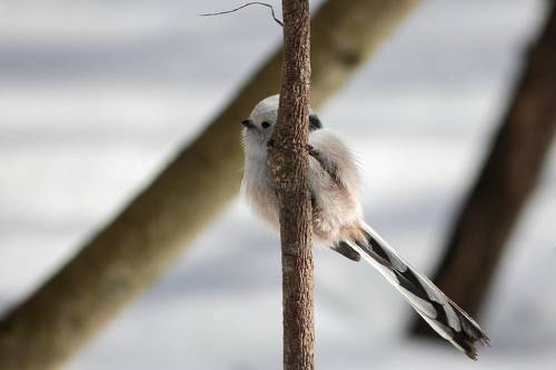 Ополовник (Aegithalos caudatus)