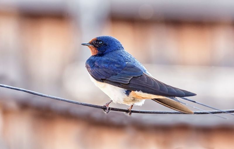 птицы, ласточка, Деревенские ласточки. фото превью