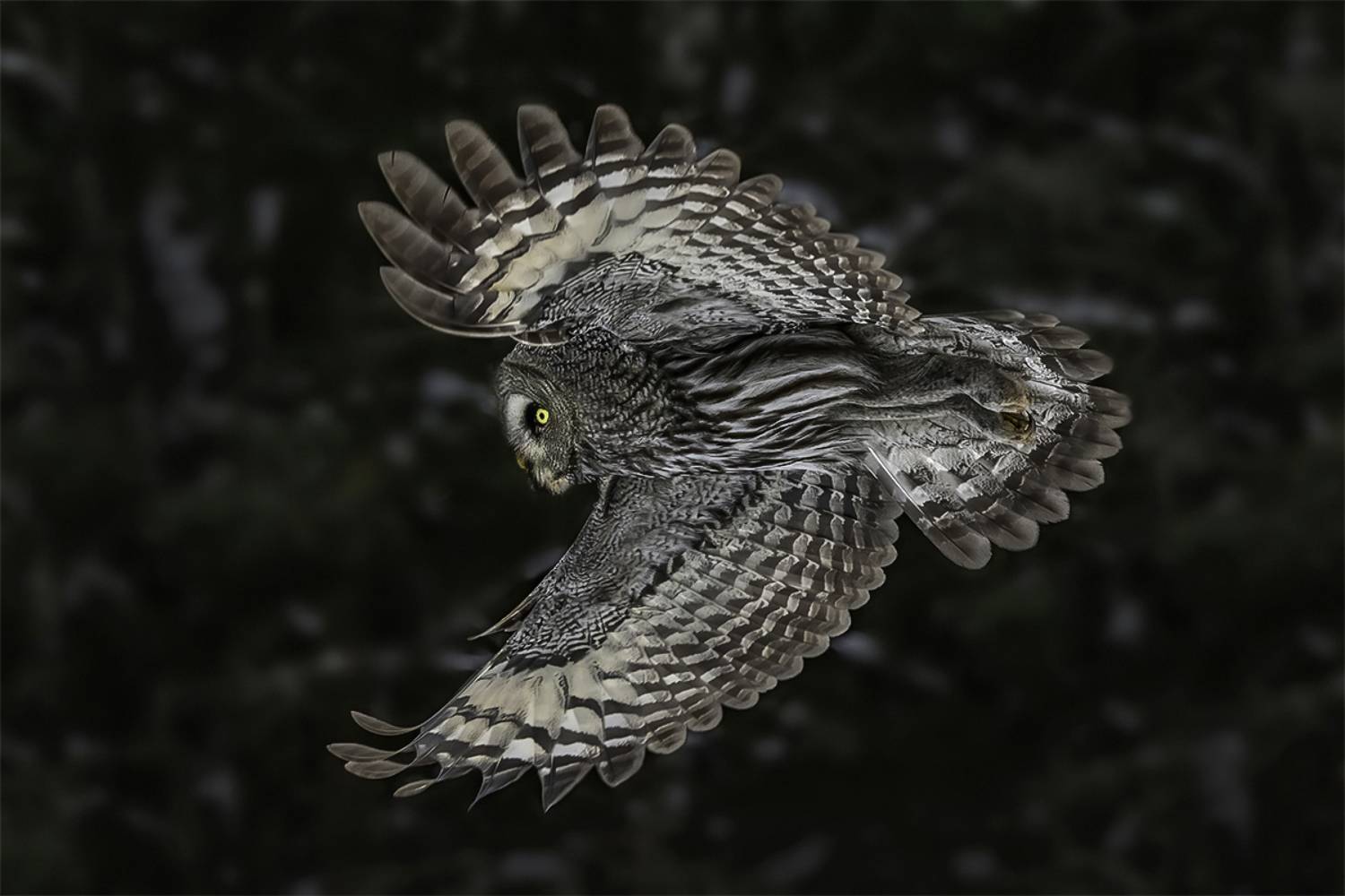 птица, лес, неясыть, сова, Сытина Наталия