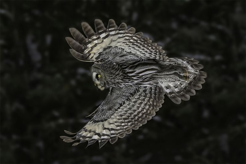 птица, лес, неясыть, сова Фигурный полёт фото превью