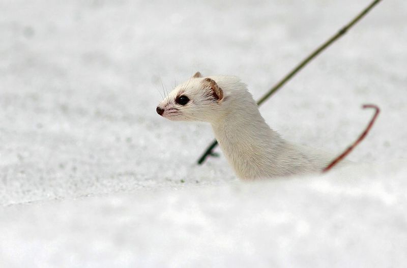 Ласка фото превью