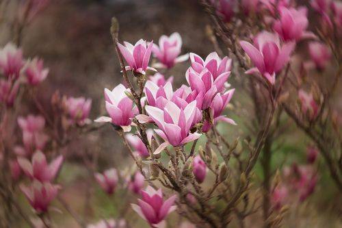 Magnolia Blossoms