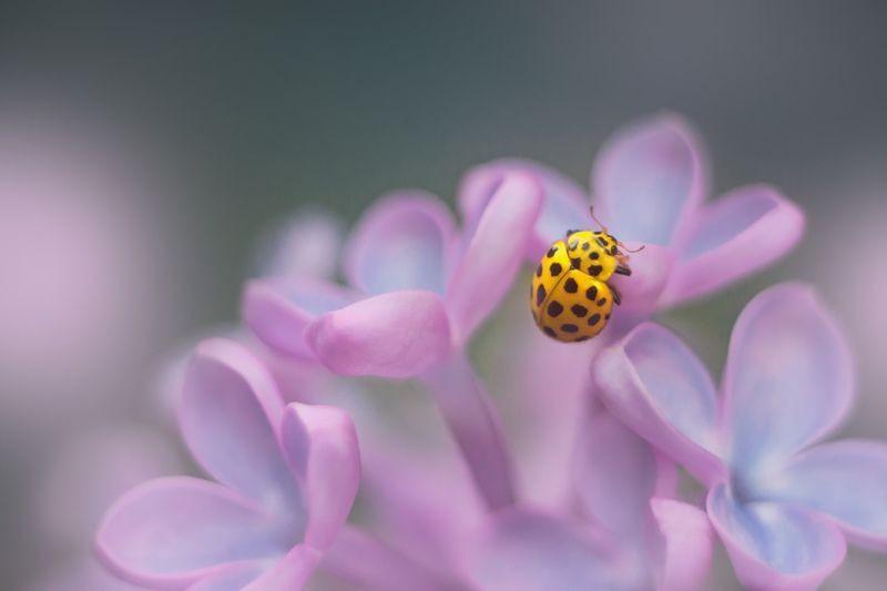 Весна фото превью