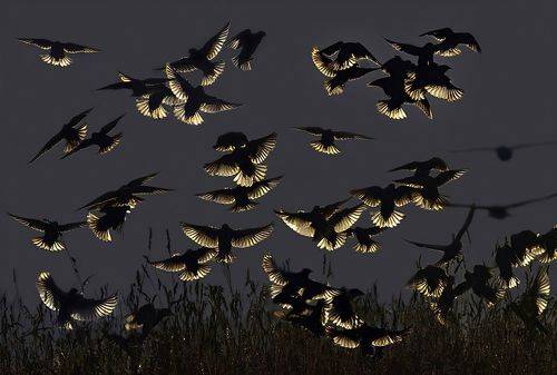 European starlings
