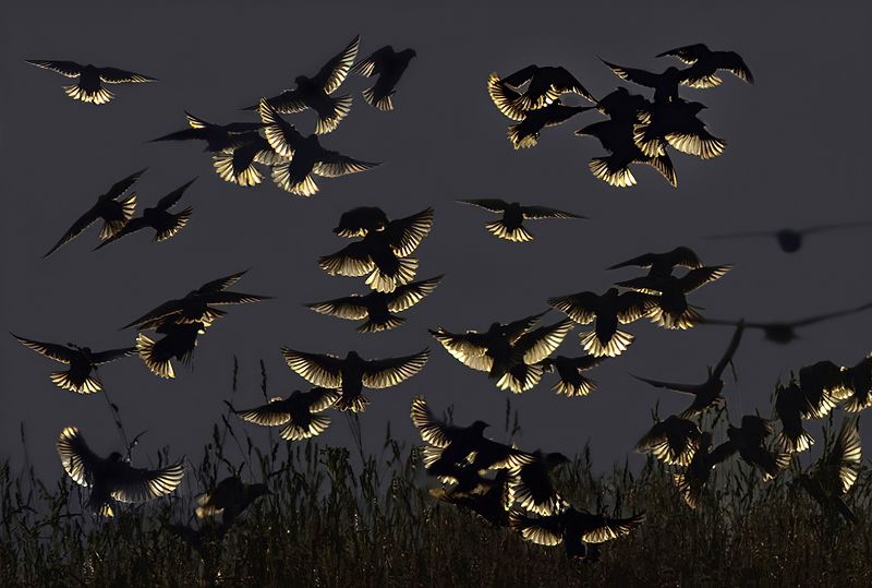 european starling, sturnus vulgaris European starlings фото превью