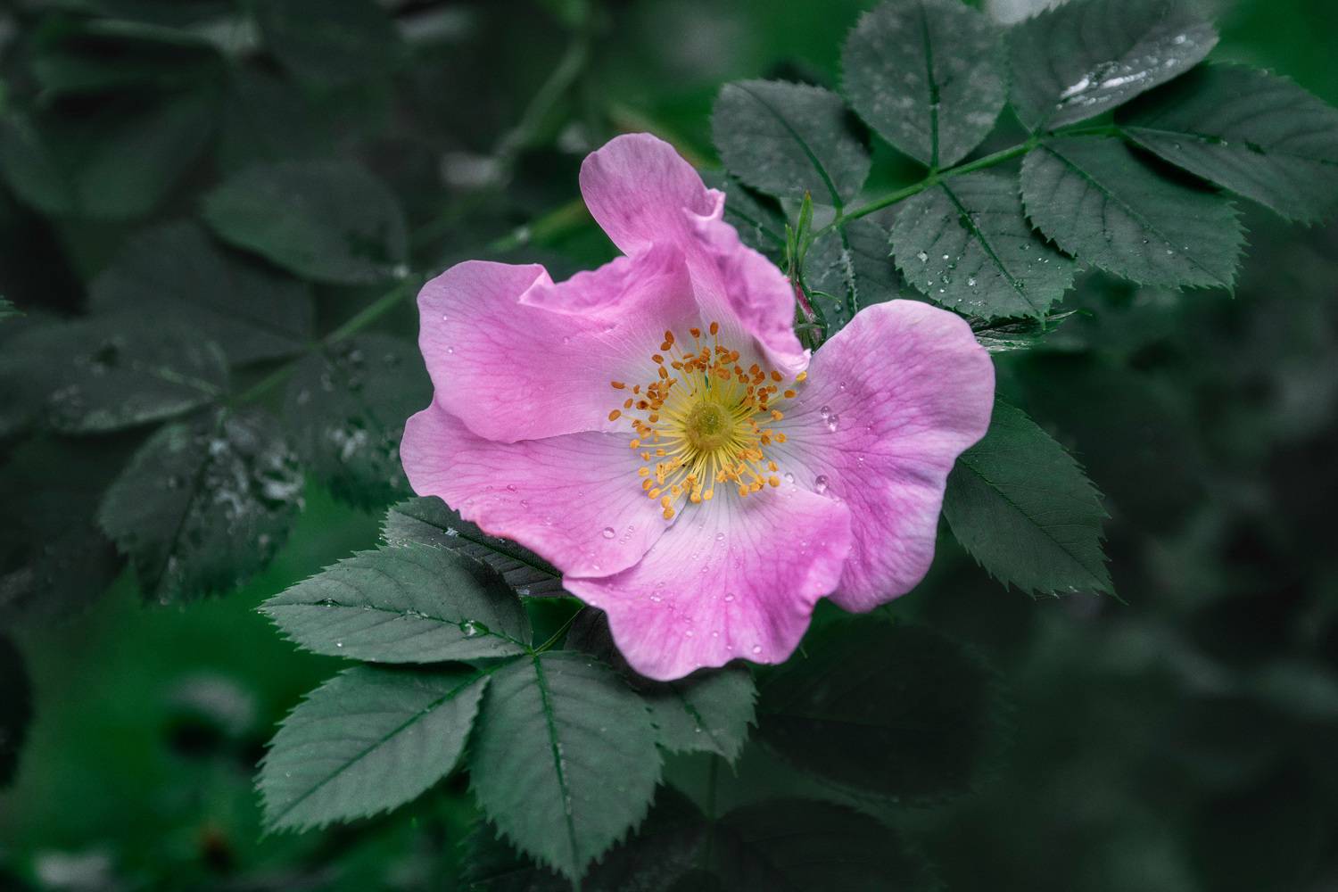цветок, Валерий Вождаев
