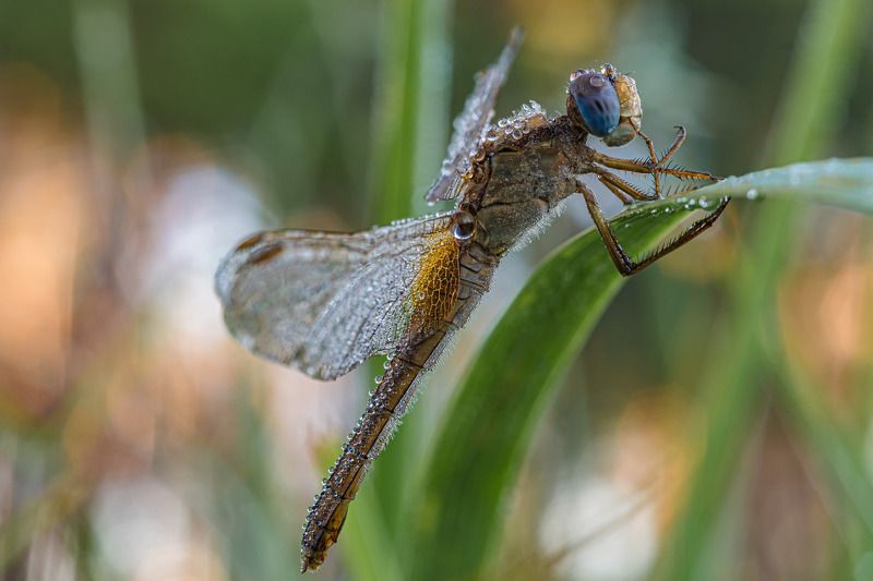 Стрекоза в заморозке, в росе фото превью