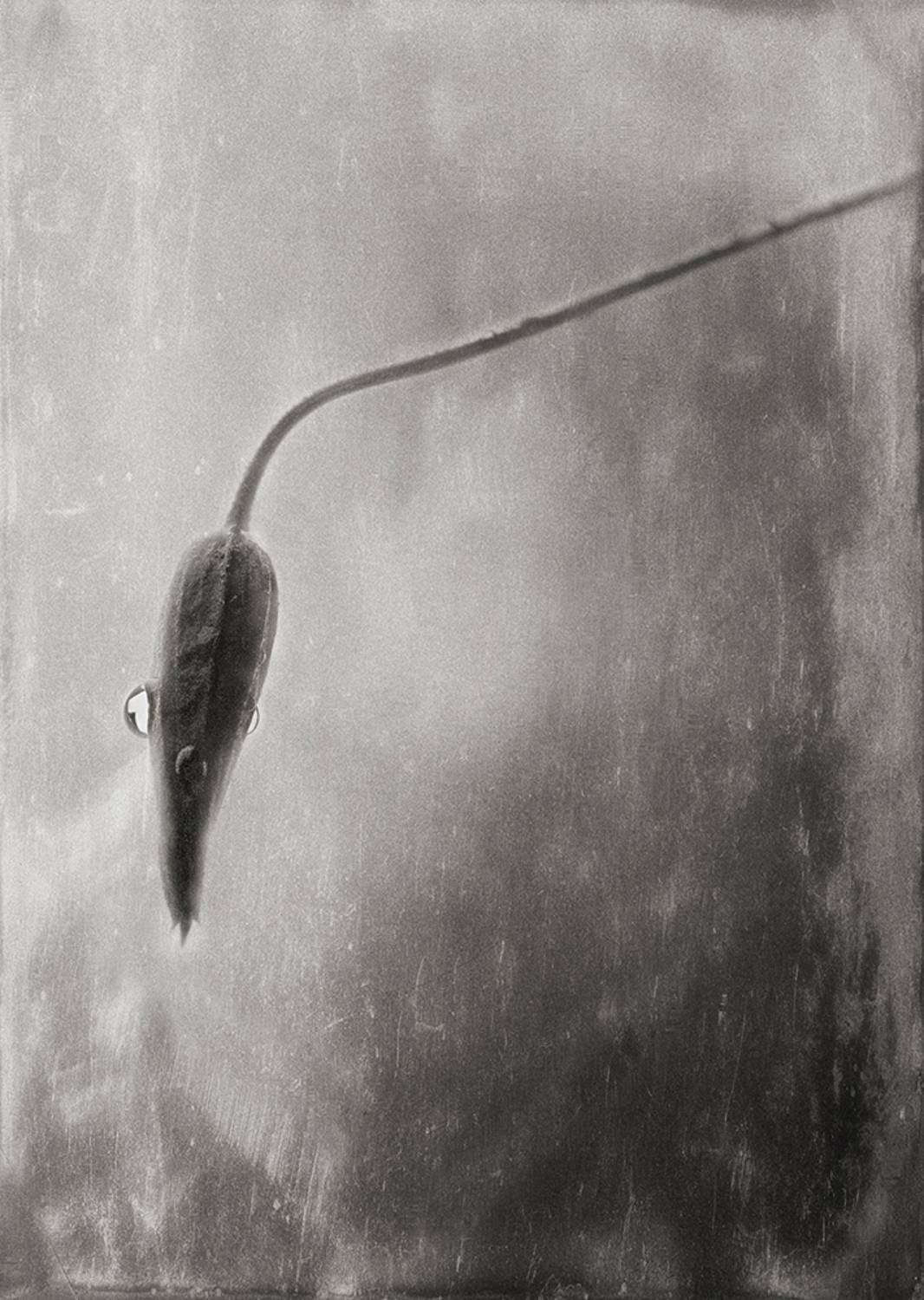 , Геннадий Чеботарев