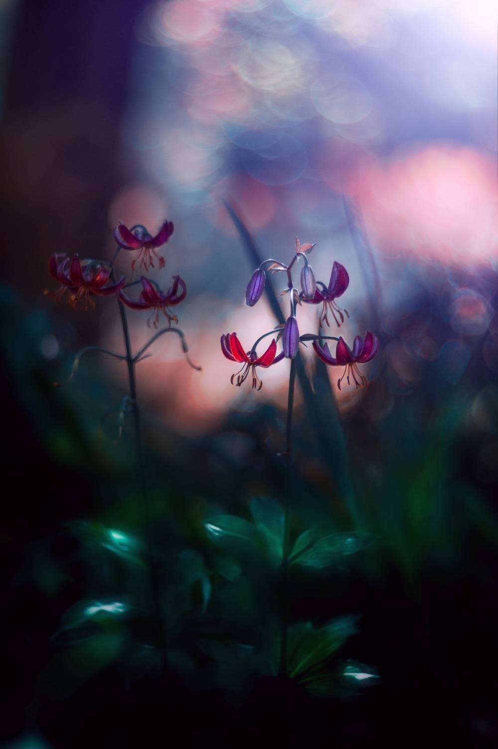 blue,flowers,light,green,red,exterior,bokeh,nature,, Алексиев Борислав