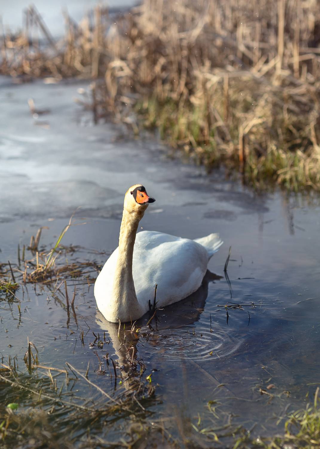весна, озеро, лебедь, лед, позер, беларусь, ГОРЮКИНА ИРИНА
