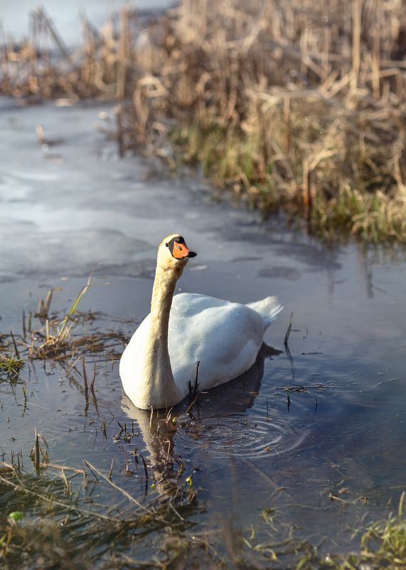 весна, озеро, лебедь, лед, позер, беларусь Выше носик! Спасибо, снято! фото превью