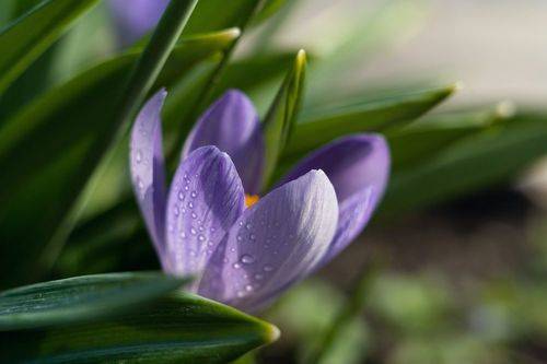 В крокусовом царстве.