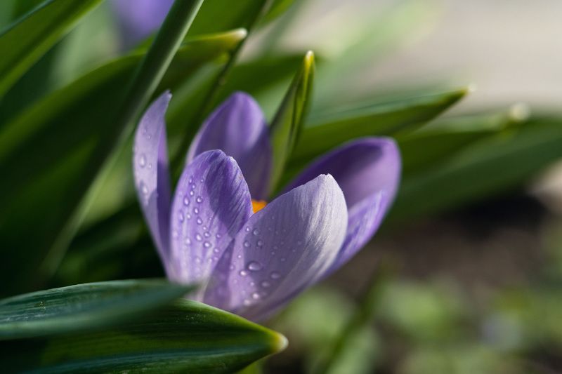 В крокусовом царстве. фото превью