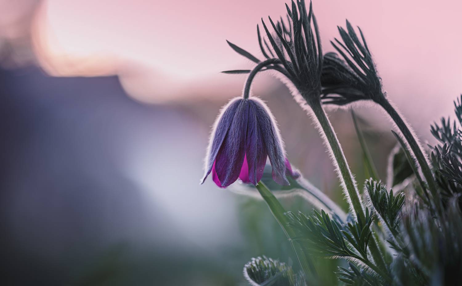 , Зеленько Дмитрий