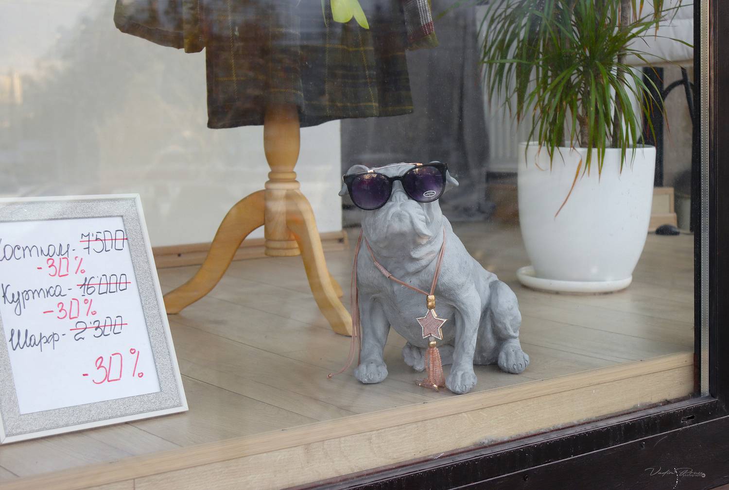 витрина, магазин, Калининград, фотография, собака, очки, дизайн, стекло, Свирин Вадим, улица, город, 2022, showcase, store, Kaliningrad, photography, dog, glasses, design, glass, Vadim Svirin, street, city, Vadim Svirin