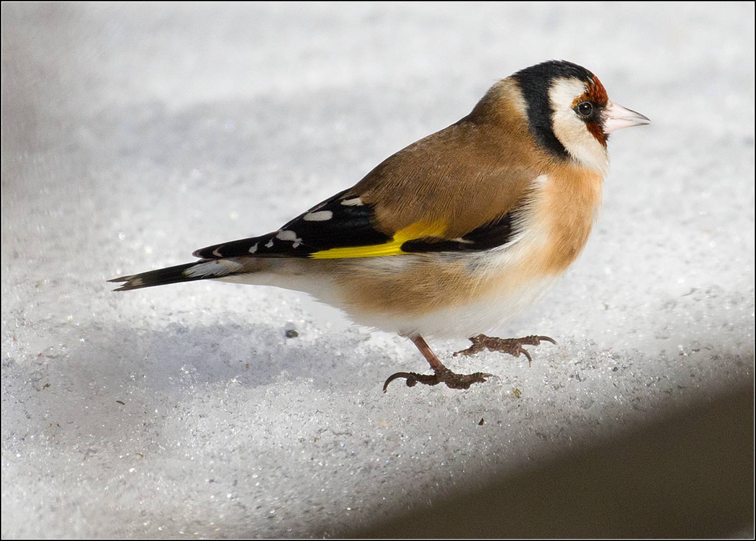 москва, март, парк, птица, АНАТОЛИЙ ДОВЫДЕНКО
