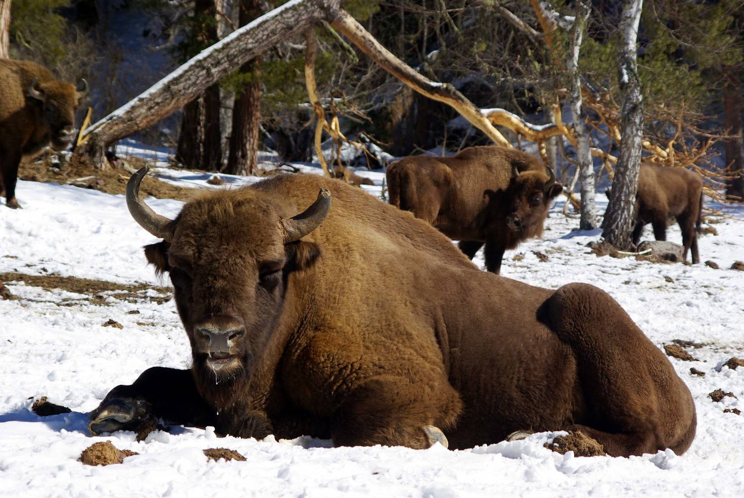 архыз, Андрей Любимов
