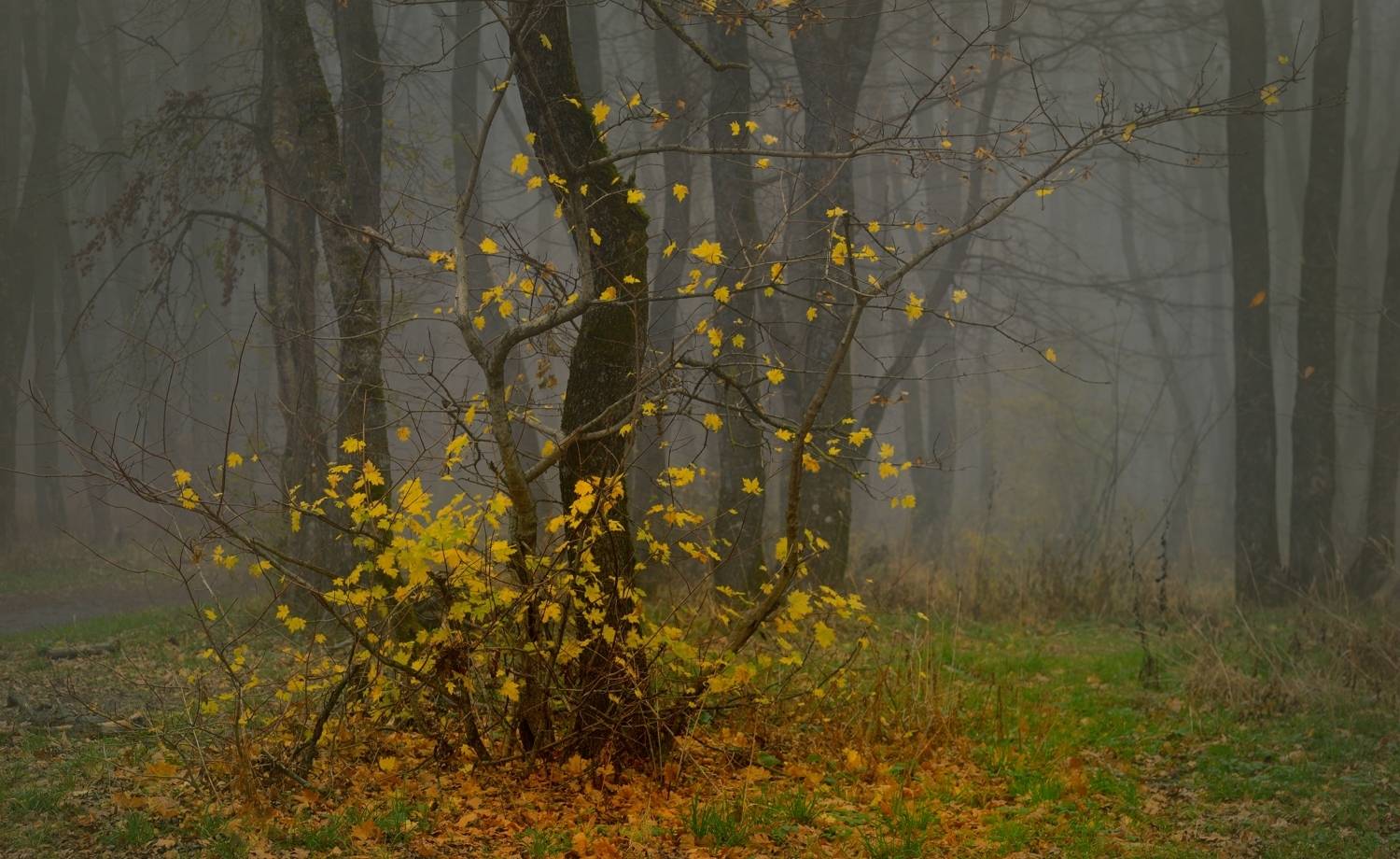 осень листва утро лес, Александр Жарников