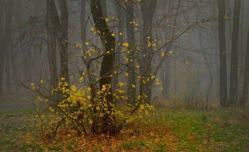 Осеннее утро