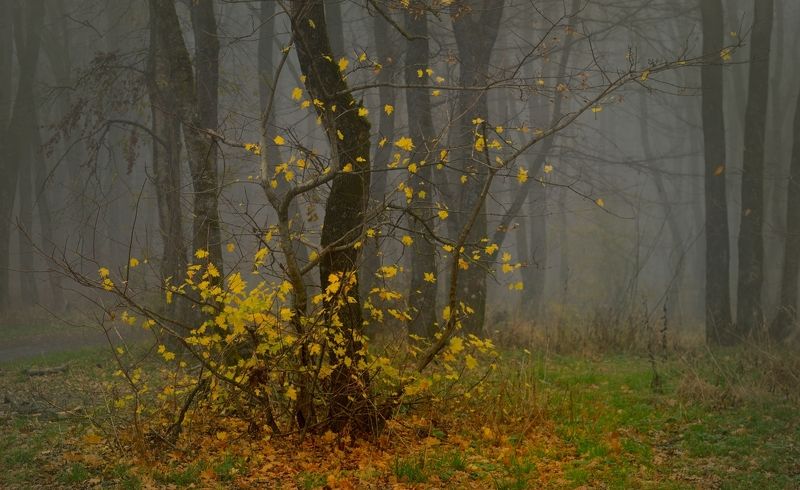 Осеннее утро фото превью