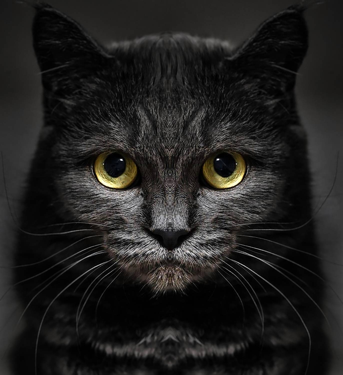 , Владимир Осауленко