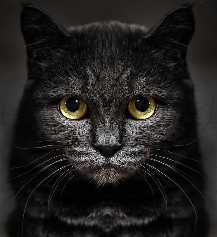 Бегемот существует! фото превью